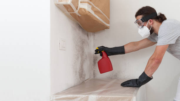 Professional Basement Mold Removal technician working in Greenville, PA