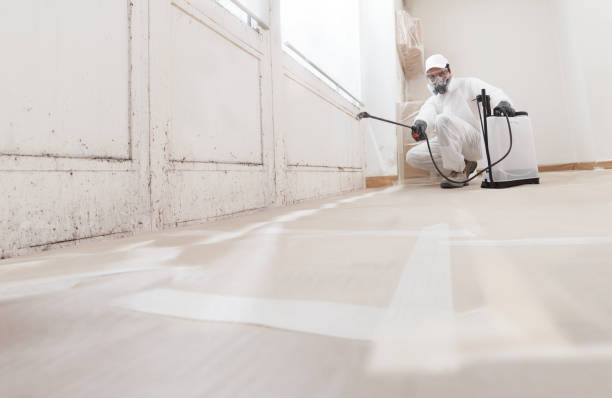 24/7 Emergency Basement Mold Removal experts in Greenville, PA