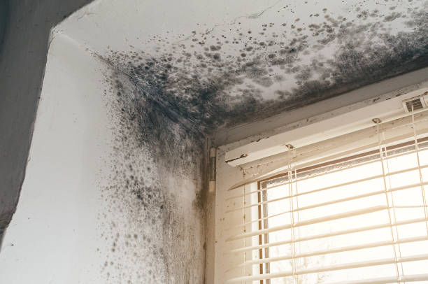 Affordable Basement Mold Removal solutions in Greenville, PA
