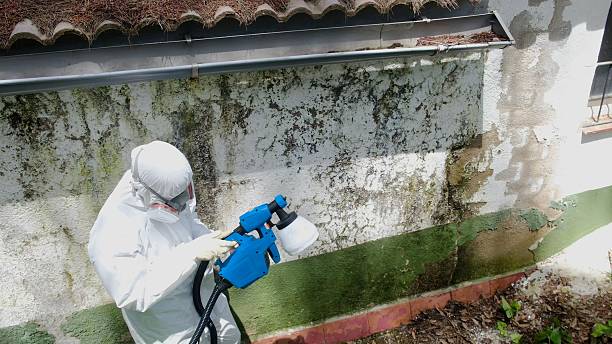 Top rated local Basement Mold Removal specialists in Greenville, PA